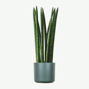 Calathea Rufibarba