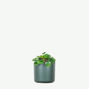 Dracaena Lisa